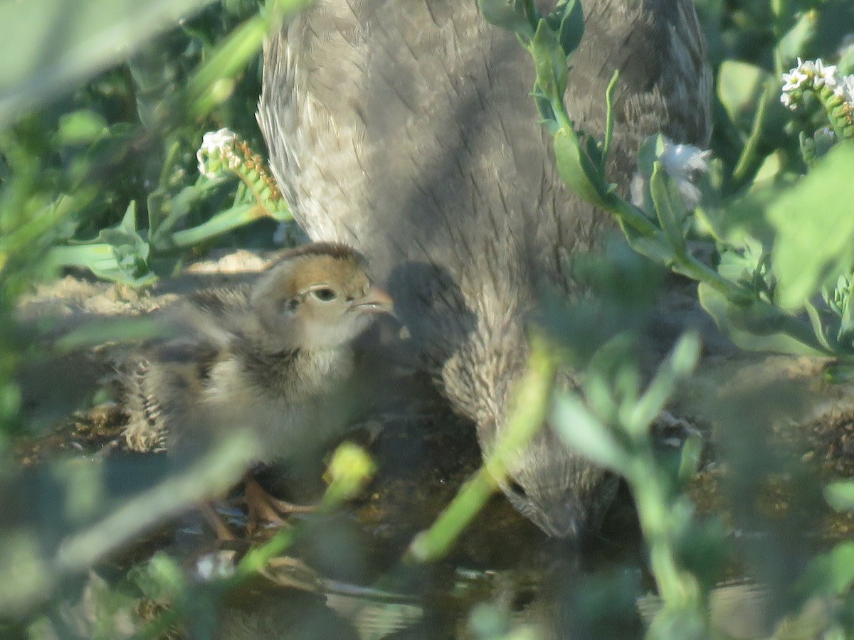 California Quail - ML468589051