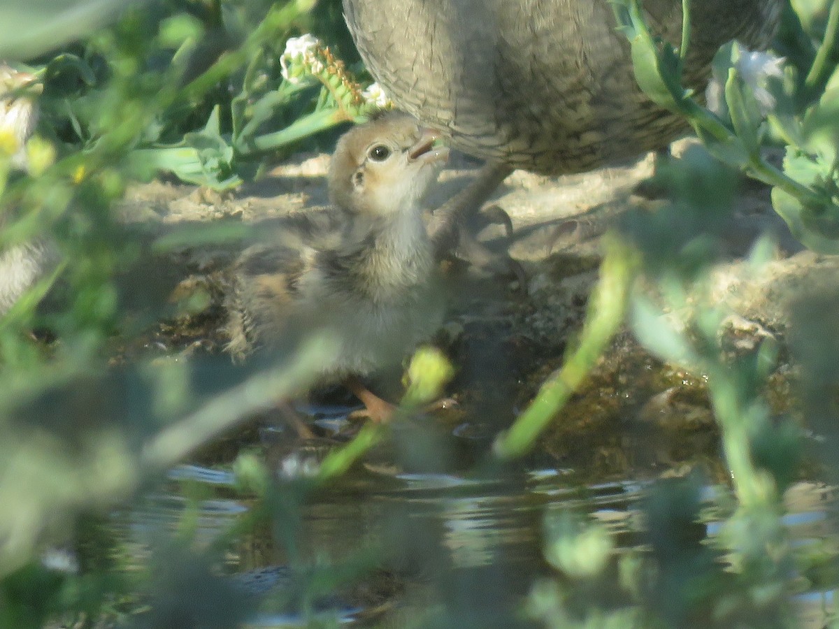 California Quail - ML468589121