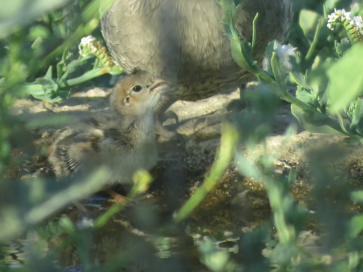 California Quail - ML468589171