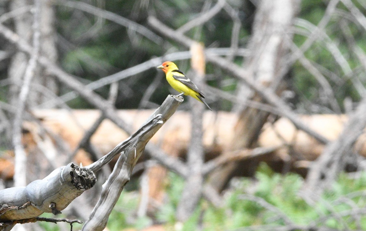 Western Tanager - ML468589211