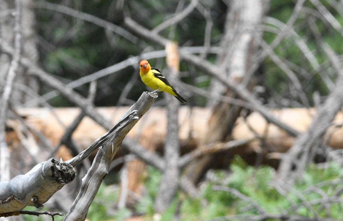 Western Tanager - ML468589391