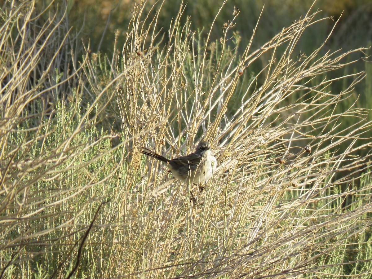 Bell's Sparrow - ML468589461