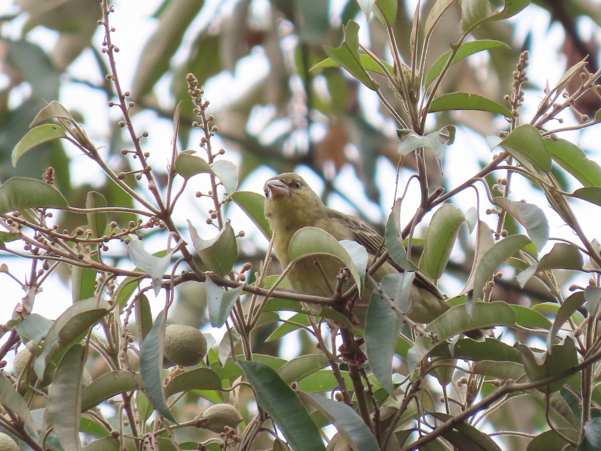 Speke's Weaver - ML468590171