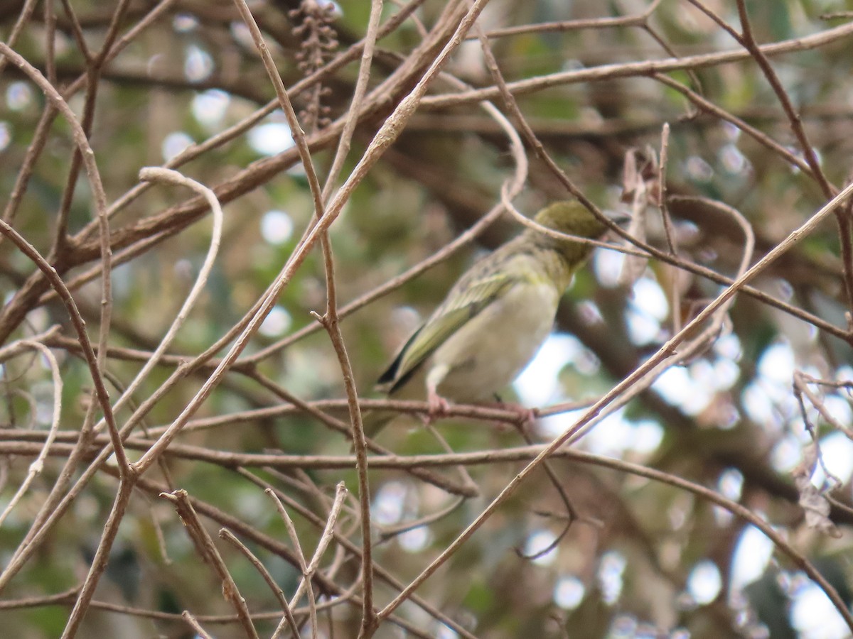 Speke's Weaver - ML468590291