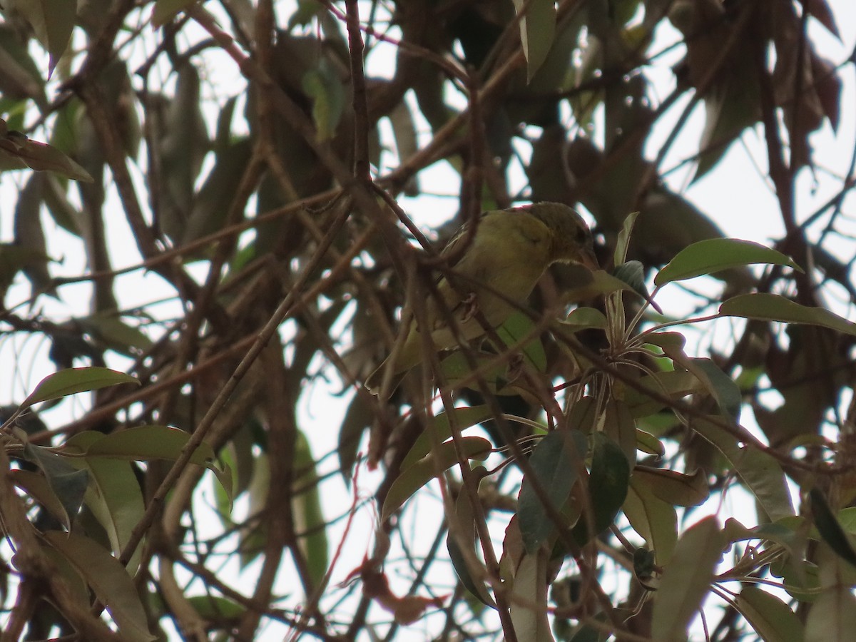 Speke's Weaver - ML468590301