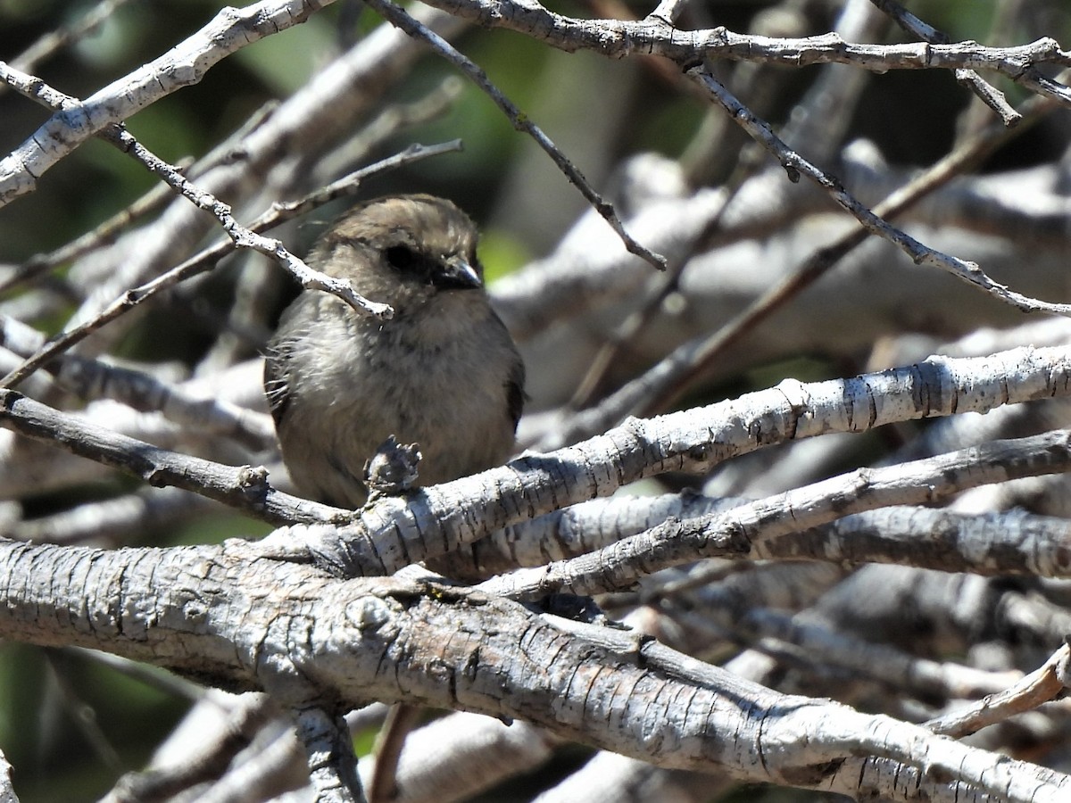 Bushtit - Michael I Christie