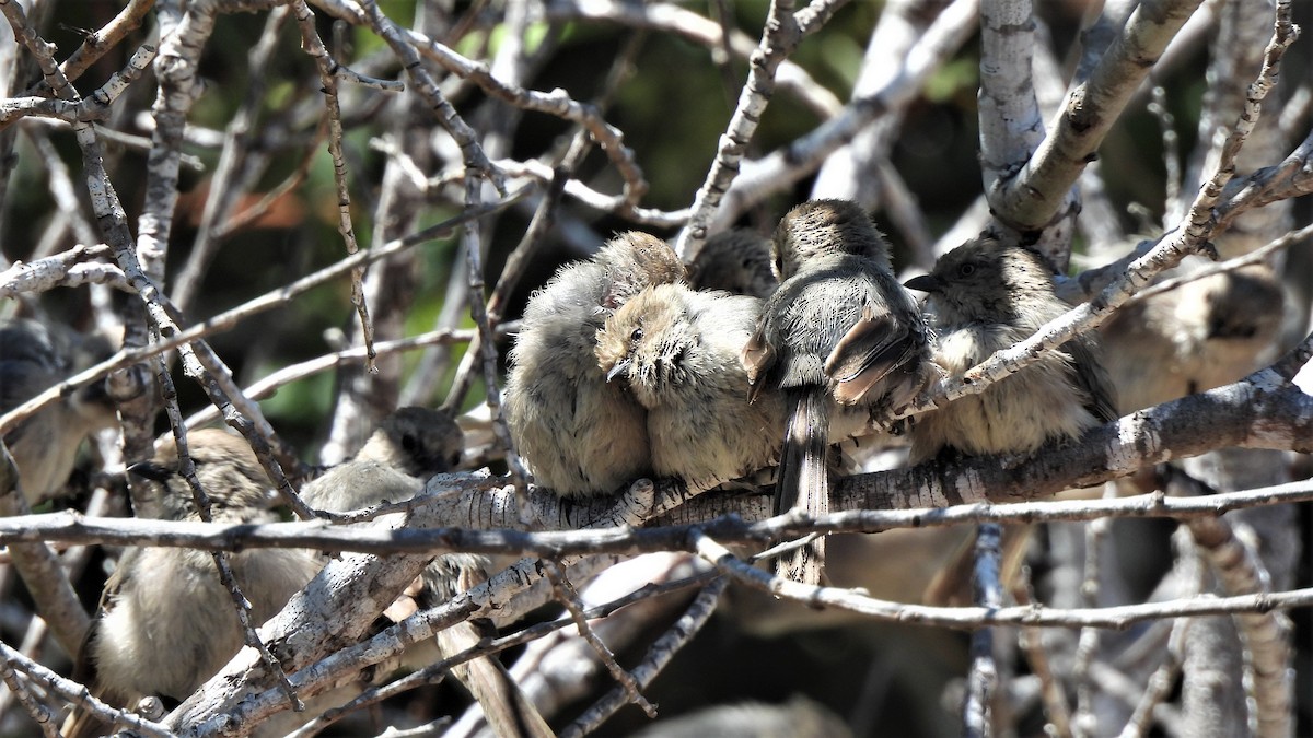 Bushtit - ML468590361