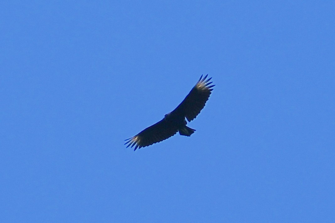 Black Vulture - ML468590921