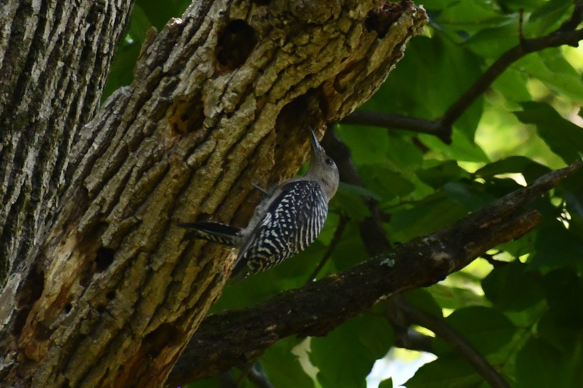 Red-bellied Woodpecker - ML468590961