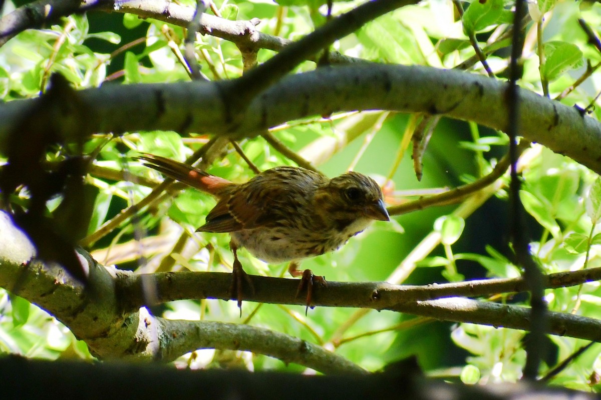 House Finch - ML468591031