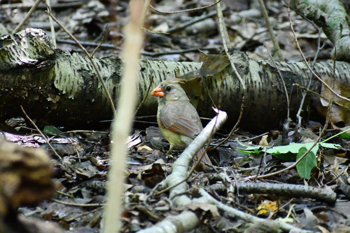 Northern Cardinal - ML468591081