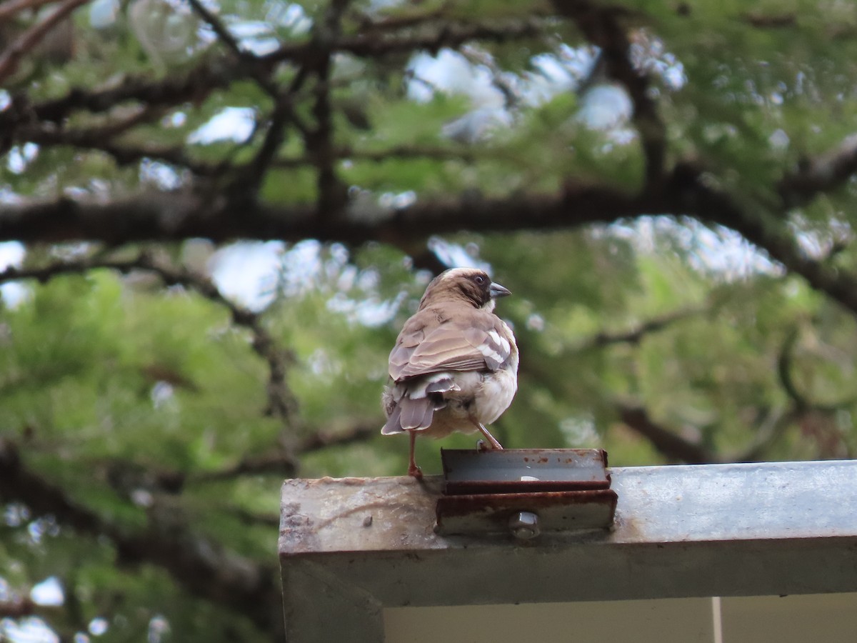 White-browed Sparrow-Weaver - ML468591981