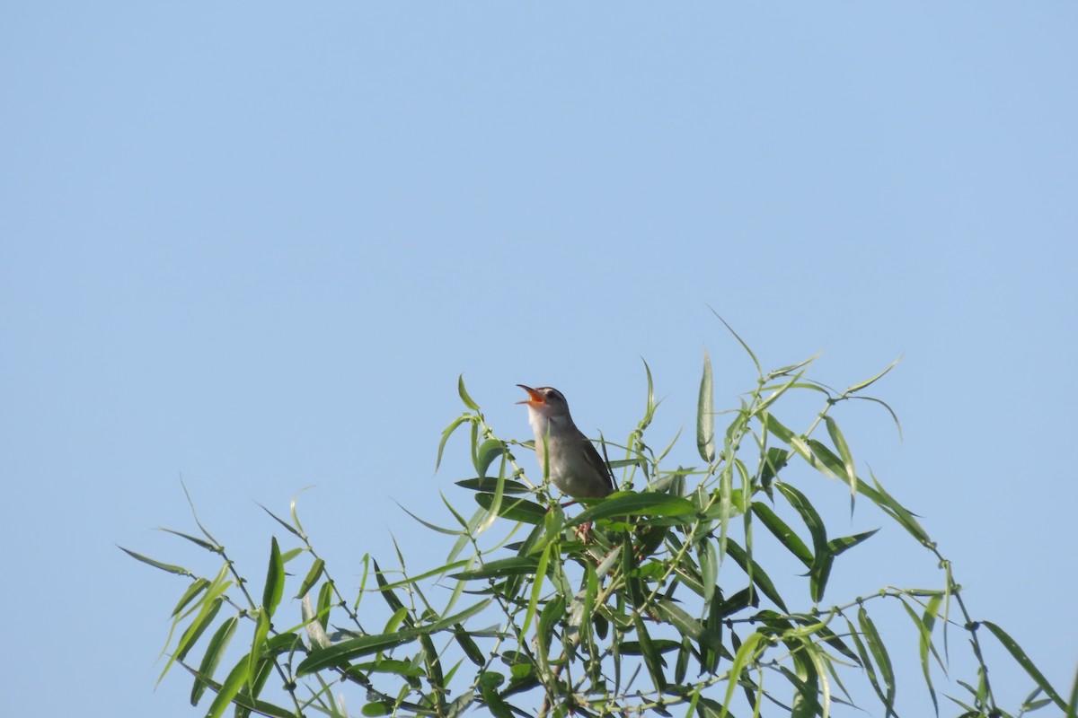 Marsh Wren - ML468592321