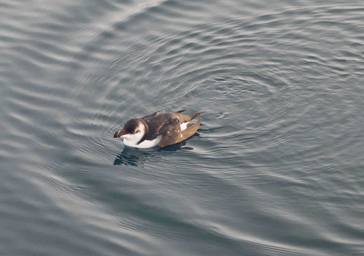 Razorbill - Ingeborg Klarenberg