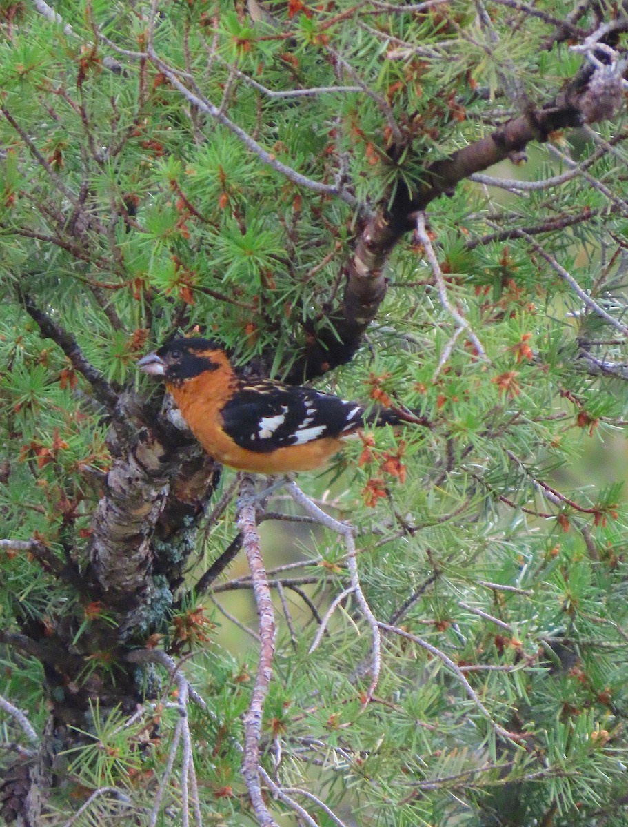 Black-headed Grosbeak - ML468594521
