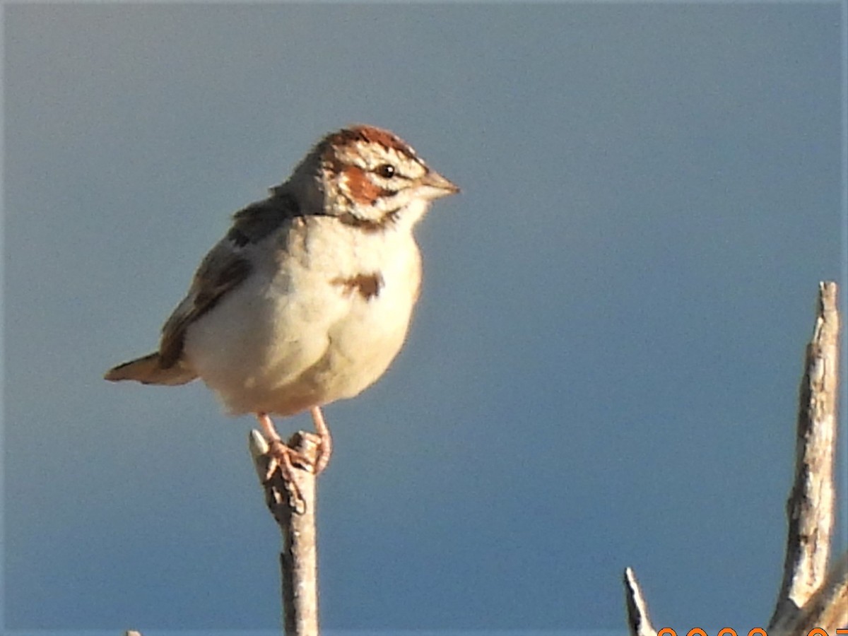 Lark Sparrow - ML468596141