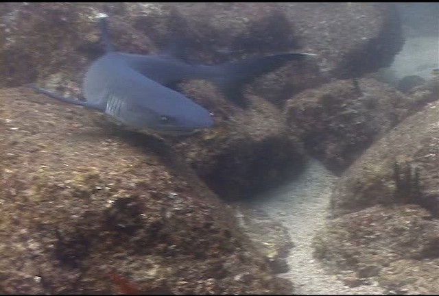 Blunt-head shark - ML468597