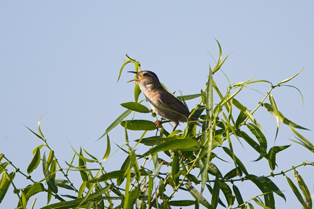 Marsh Wren - ML468597851