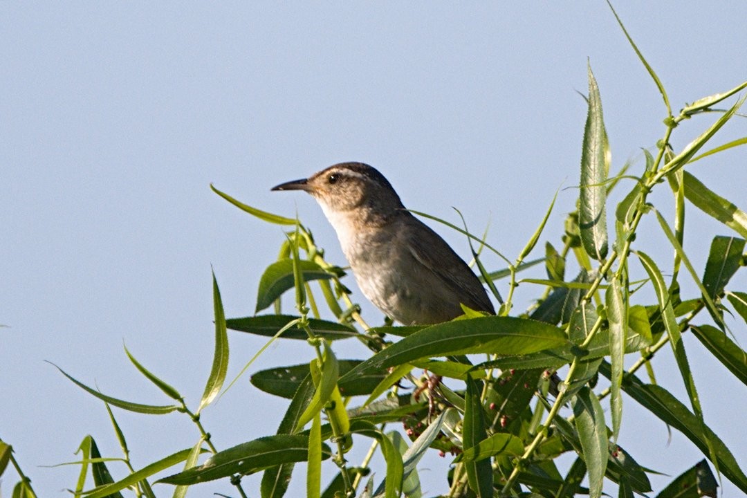 Marsh Wren - ML468597861