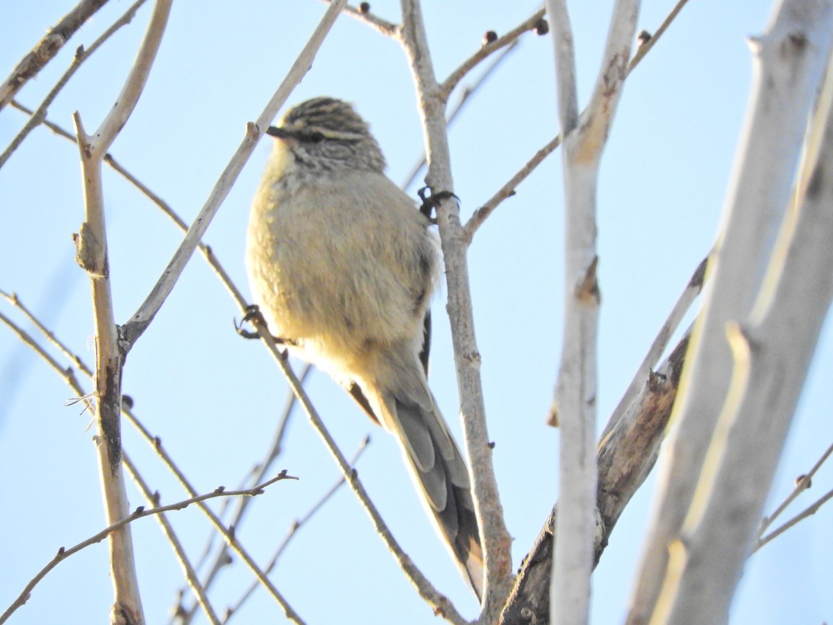 Plain-mantled Tit-Spinetail - Laura Nin