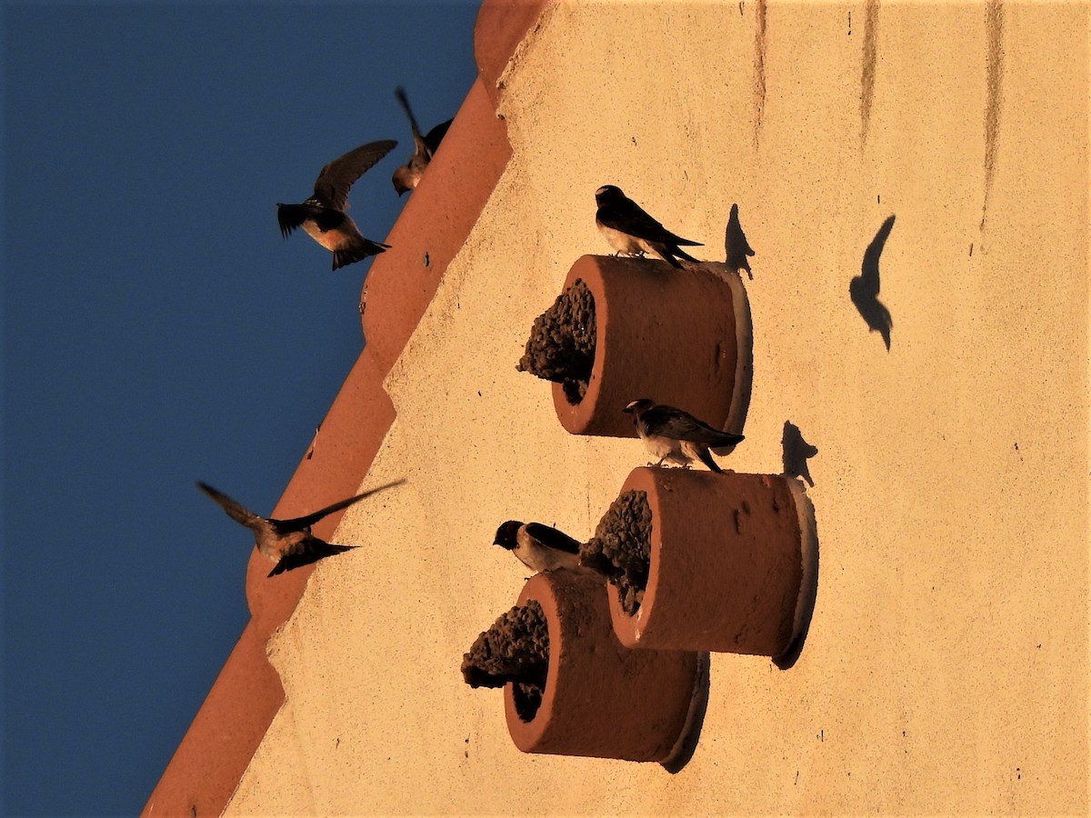 Cliff Swallow - ML468599531
