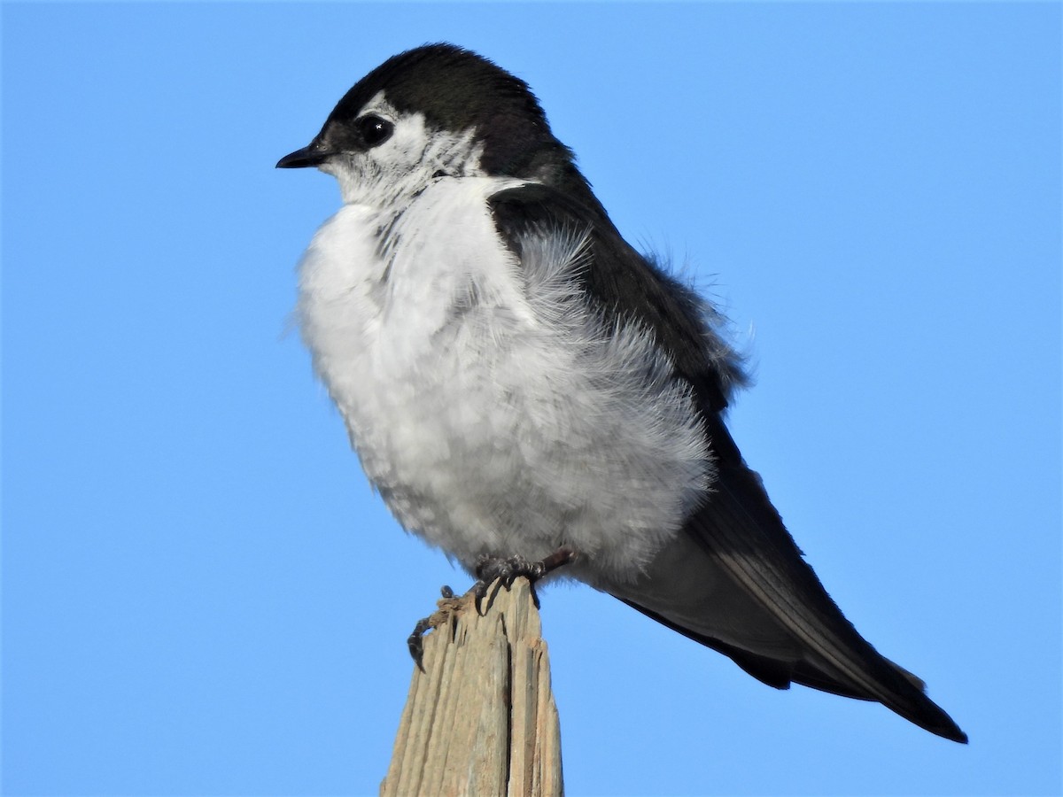 Violet-green Swallow - ML468600121