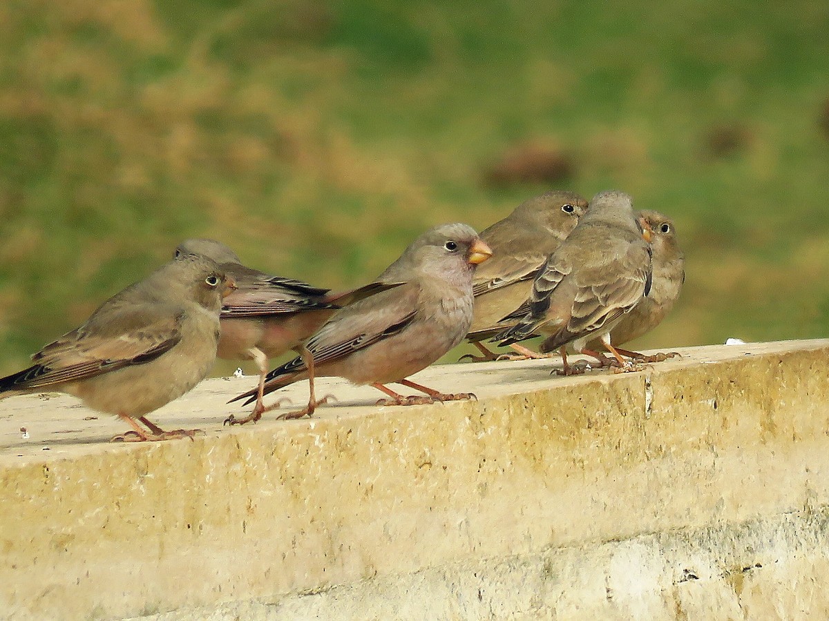 Trumpeter Finch - ML46860111