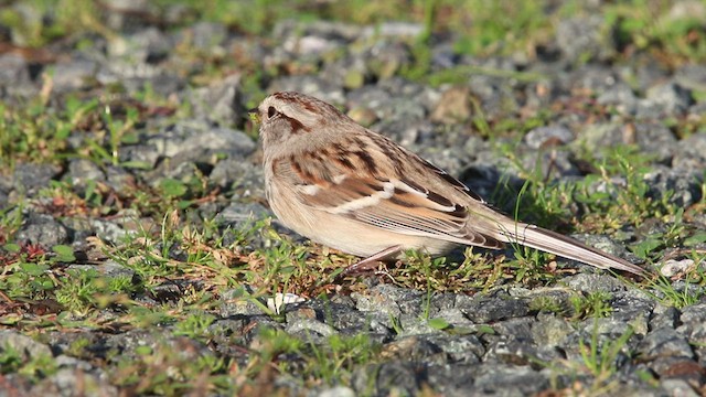 American Tree Sparrow - ML468601211