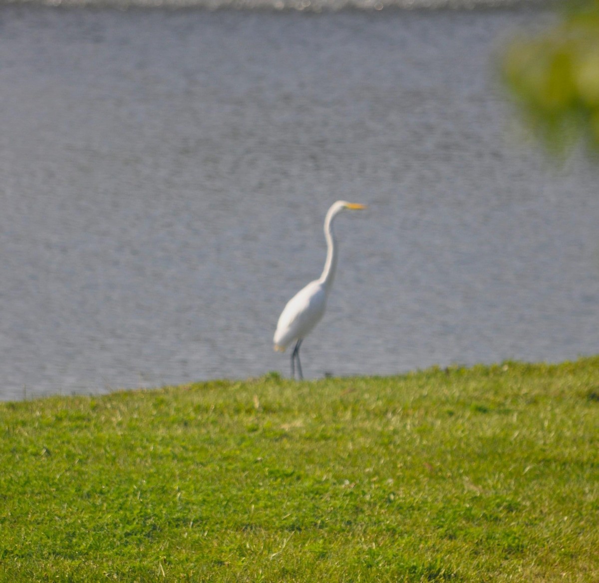 Great Egret - ML468601771