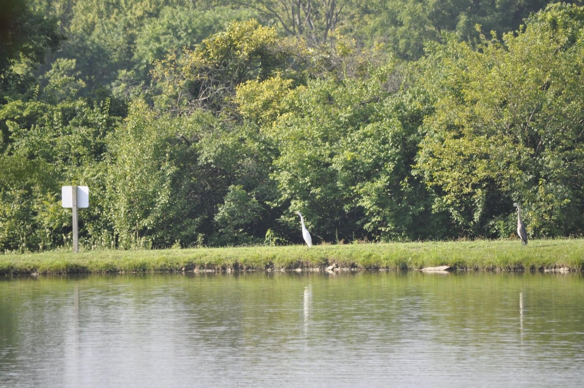 Great Egret - ML468601781