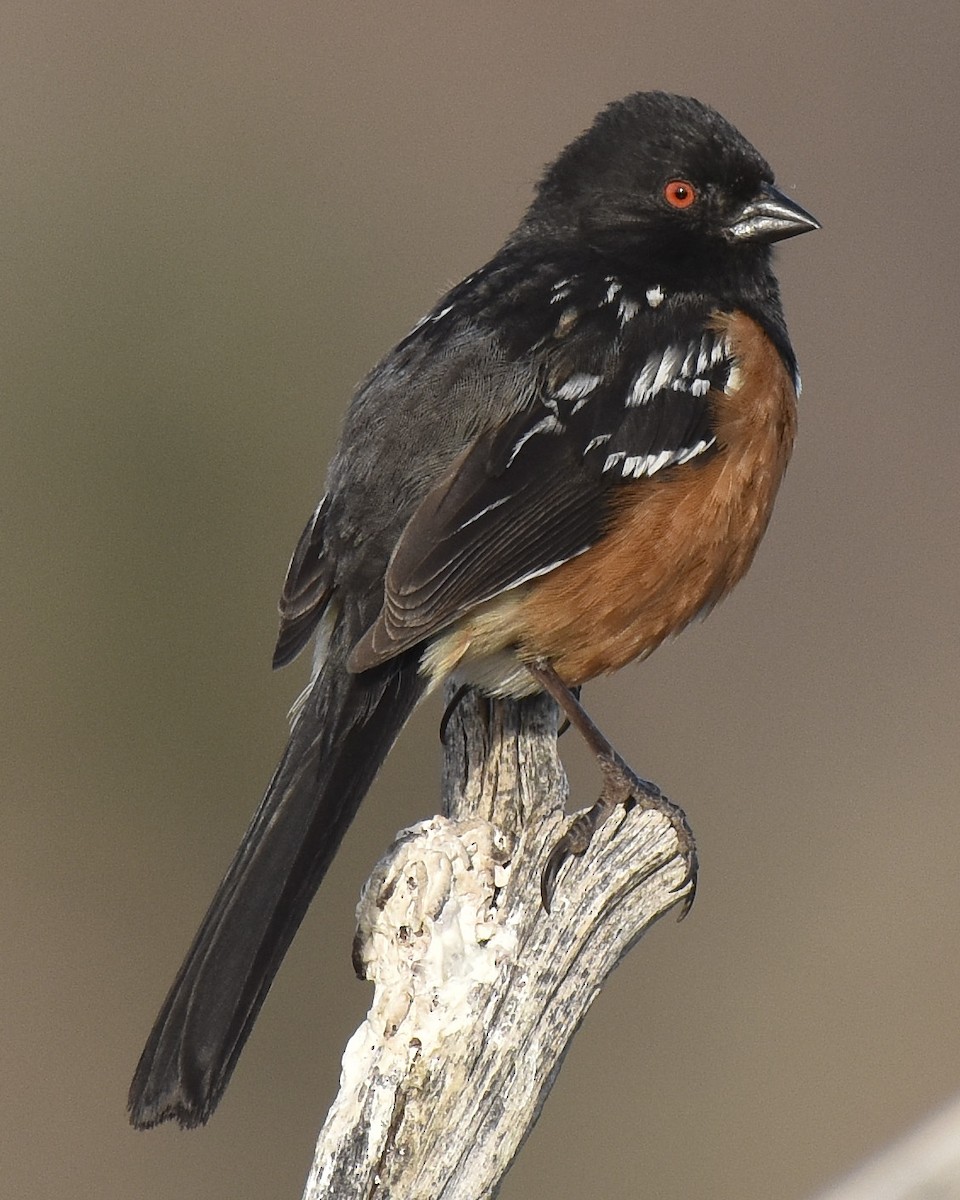 Spotted Towhee - ML468601901