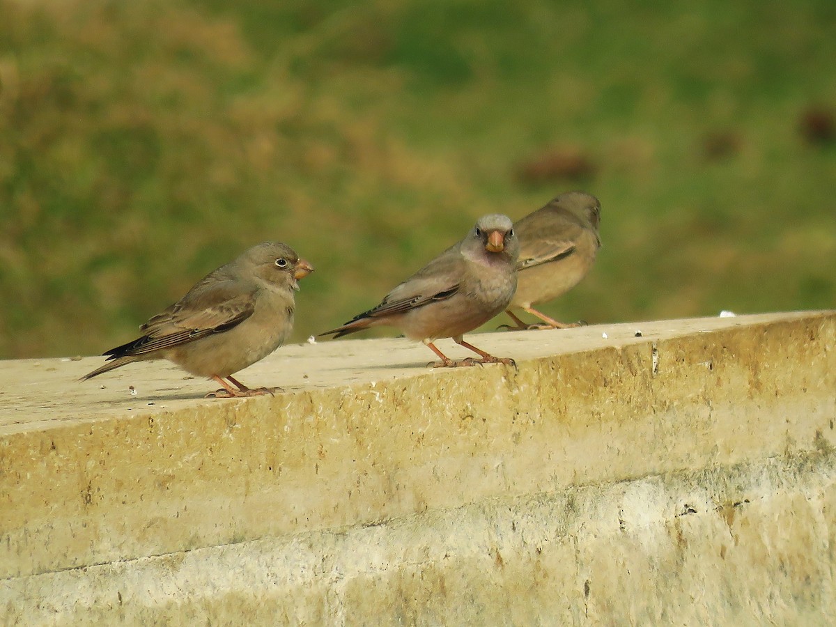 Trumpeter Finch - ML46860191