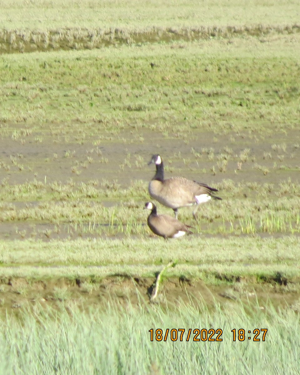 Cackling Goose - ML468602361