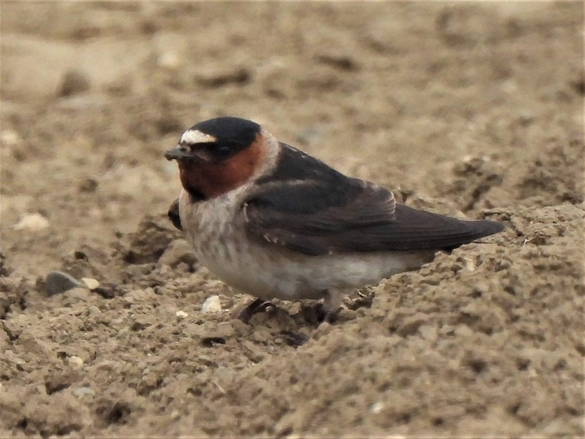 Golondrina Risquera - ML468602441