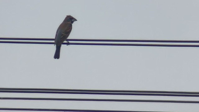 Guiraca bleu - ML468602601