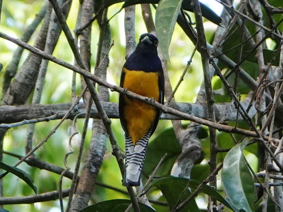 trogon amazonský - ML468603091