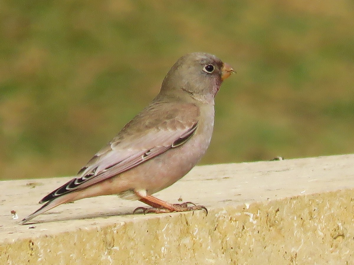 Trumpeter Finch - ML46860331