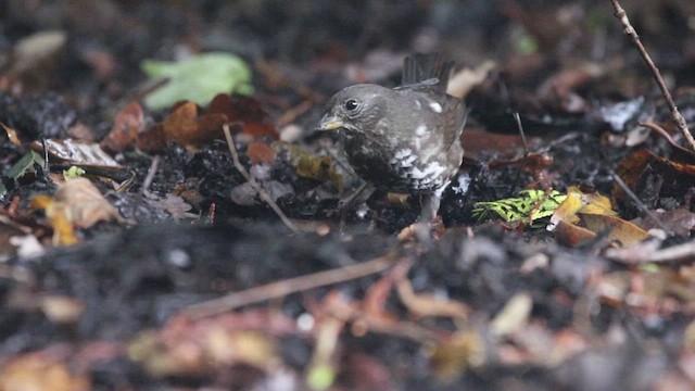 Fox Sparrow (Sooty) - ML468603391