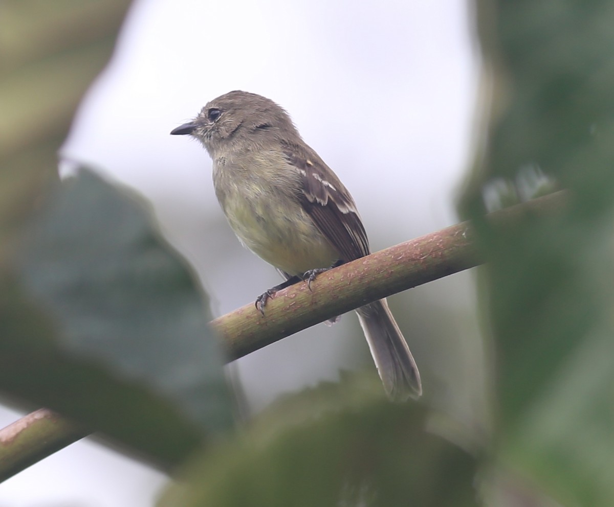 Olive-chested Flycatcher - Paul Bourdin