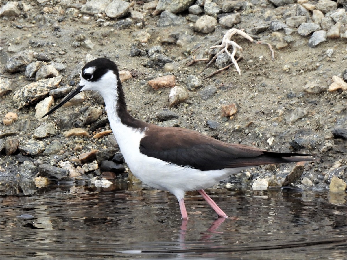 Cigüeñuela Cuellinegra - ML468604081