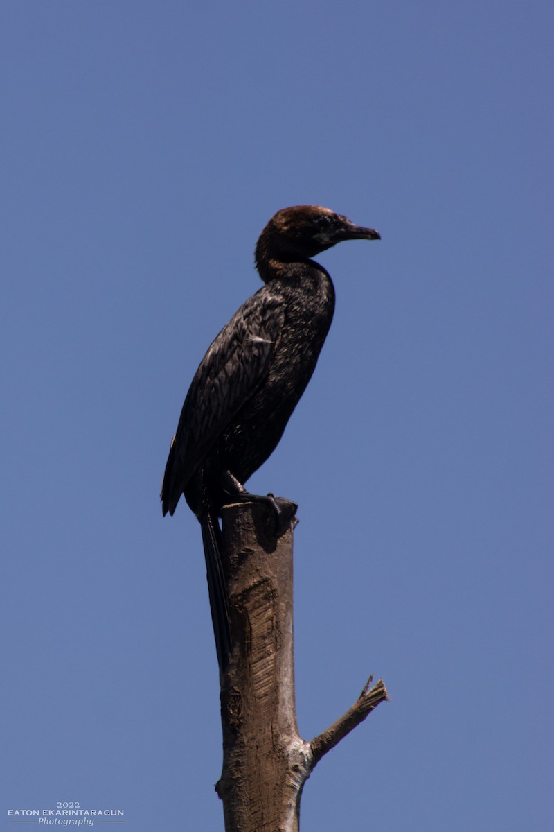 Pygmy Cormorant - ML468604141