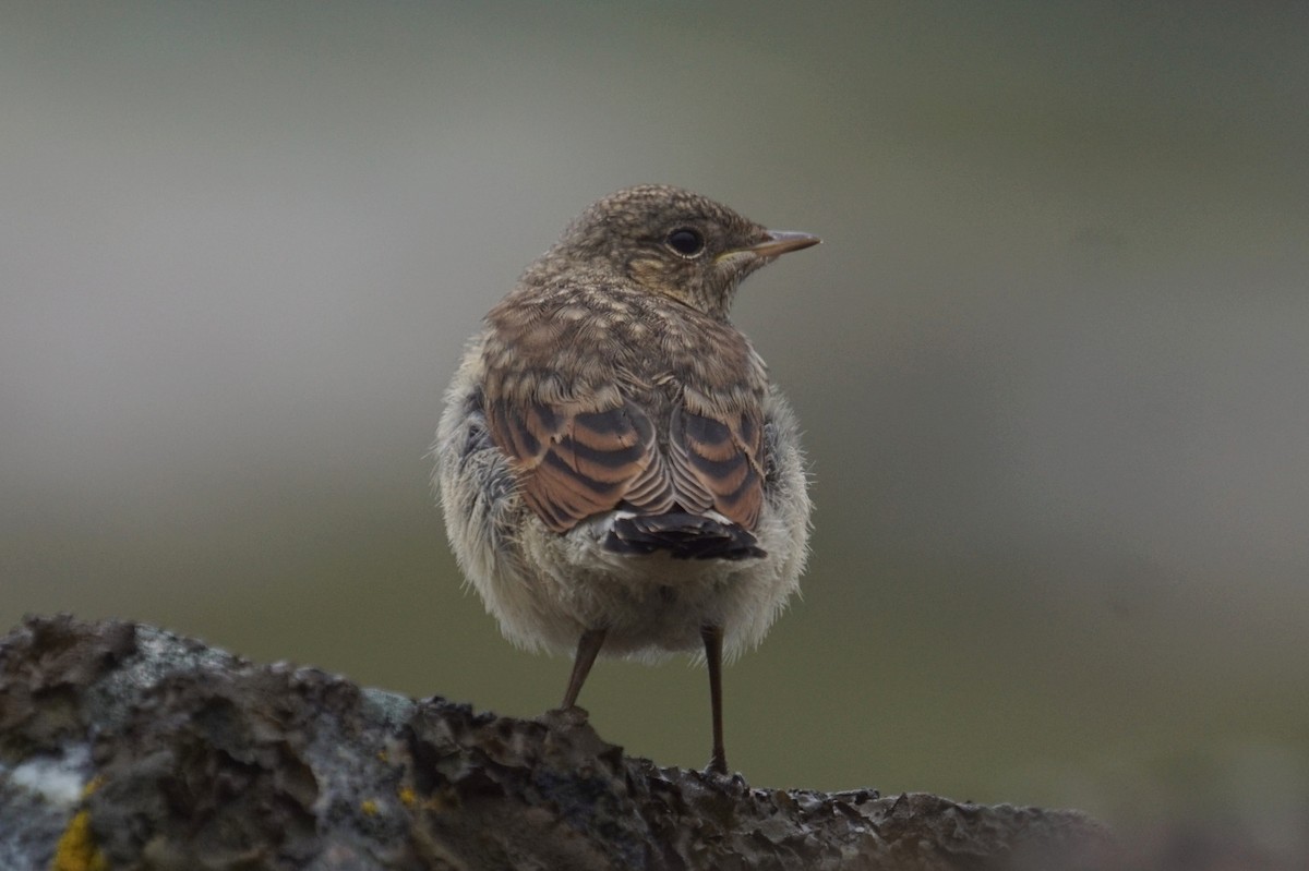 Адууч чогчиго - ML468604581