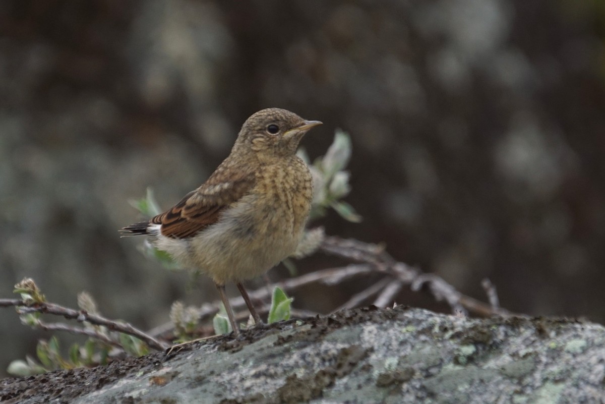 Адууч чогчиго - ML468604591
