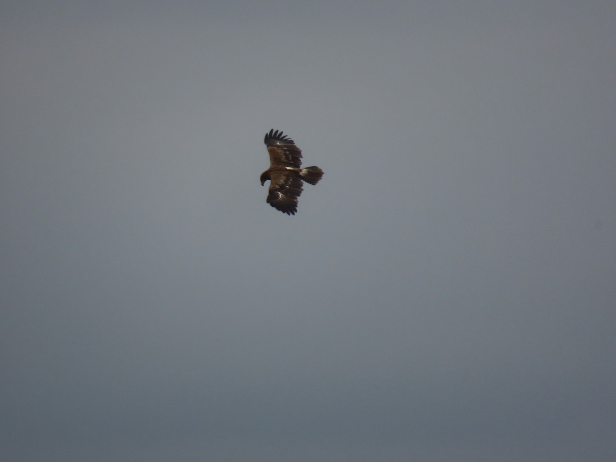 Lesser Spotted Eagle - ML468605341