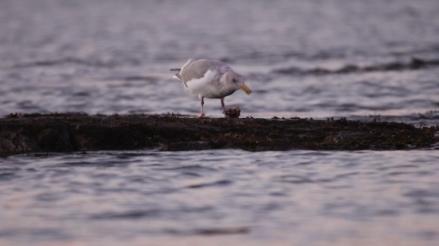 Glaucous-winged Gull - ML468607831