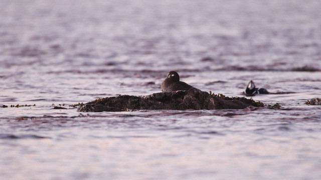 Harlequin Duck - ML468607941