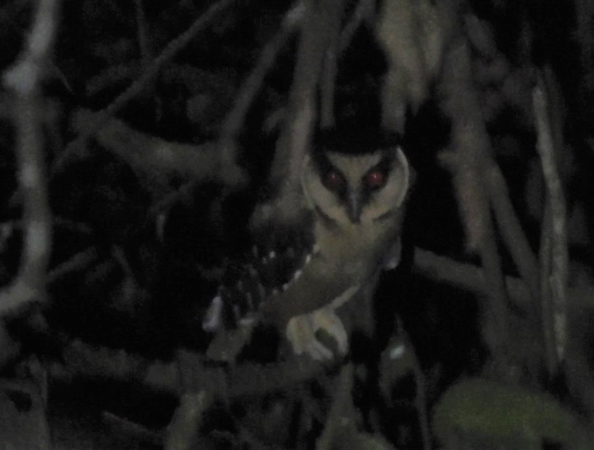 Buff-fronted Owl - ML468608651