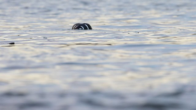 Harlequin Duck - ML468608761