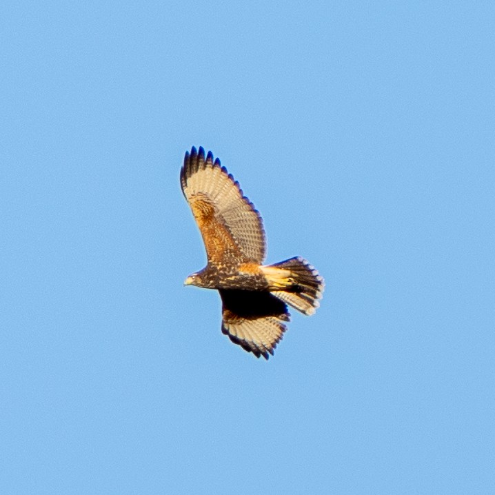 Harris's Hawk (Bay-winged) - Steve McInnis