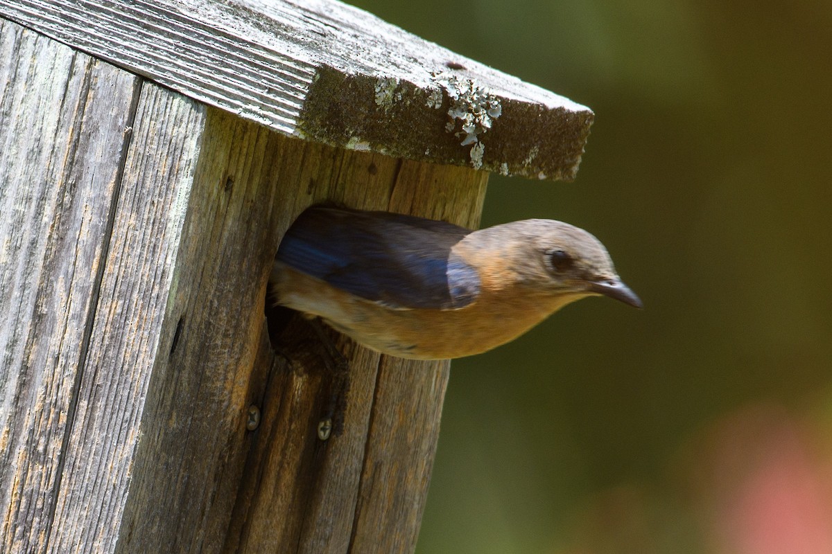 Eastern Bluebird - ML468609521